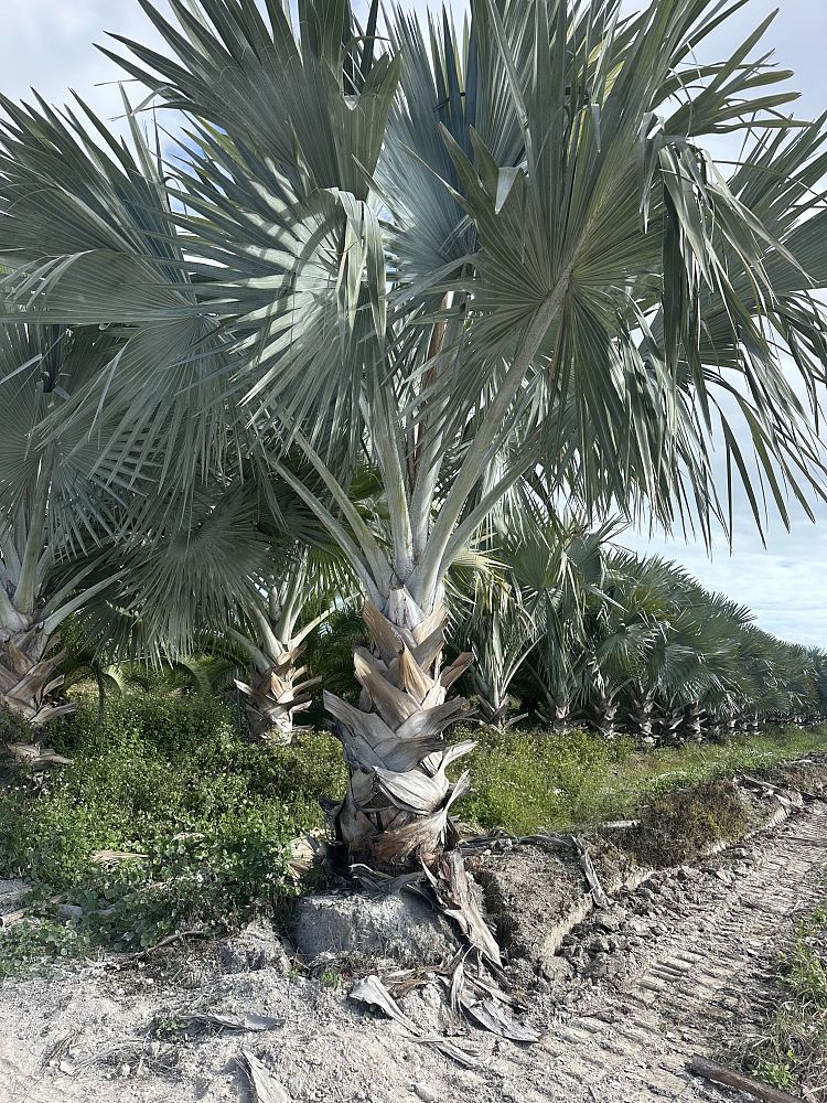 bismarckia-nobilis-bismarck-palm