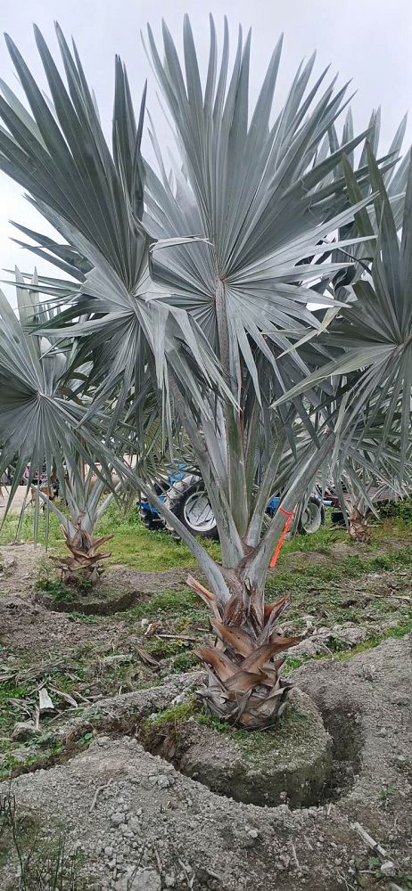bismarckia-nobilis-bismarck-palm