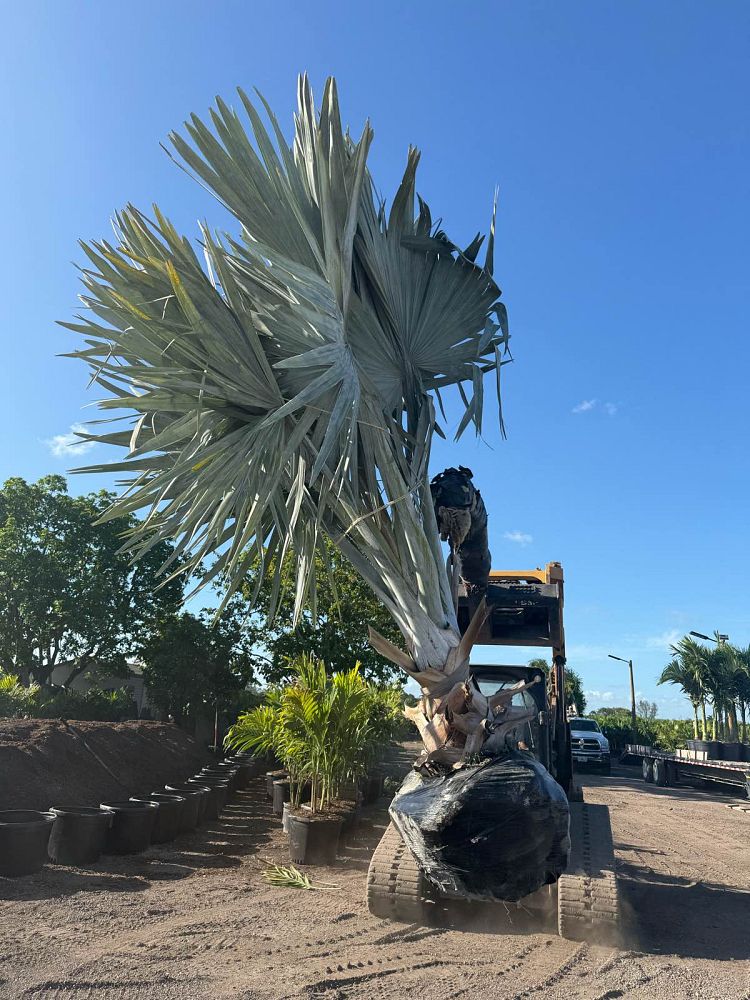 bismarckia-nobilis-bismarck-palm