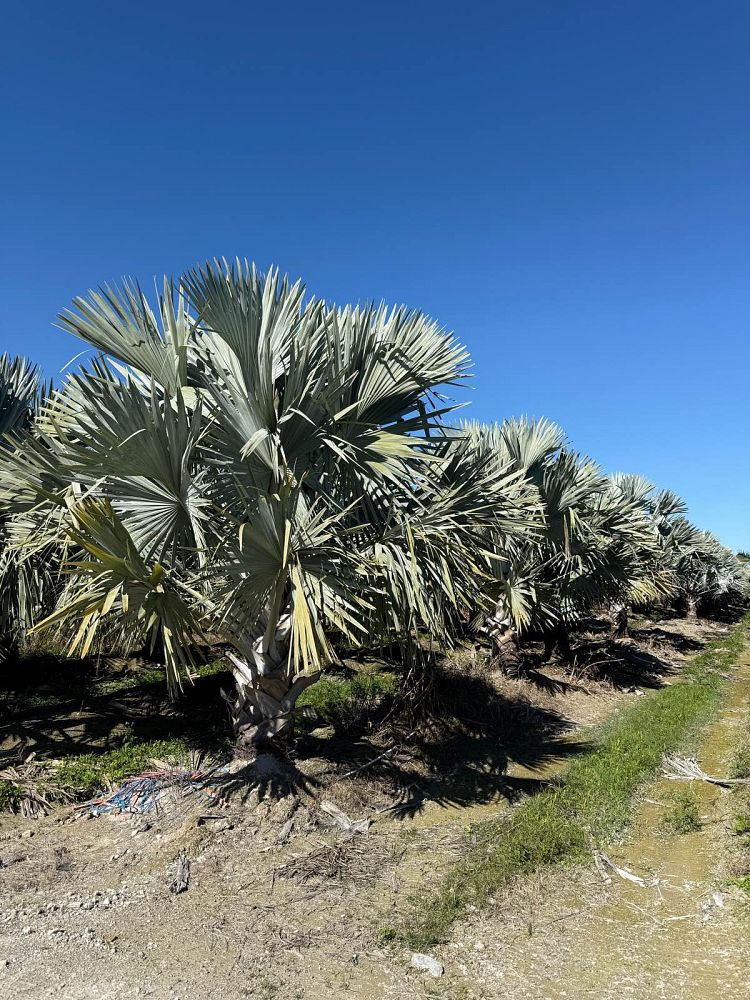 bismarckia-nobilis-bismarck-palm