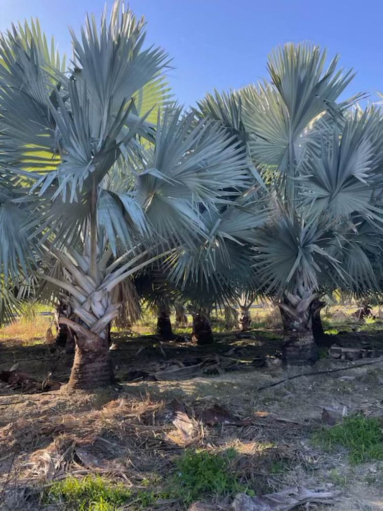 bismarckia-nobilis-bismarck-palm