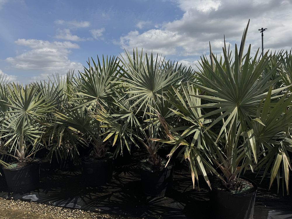 bismarckia-nobilis-bismarck-palm