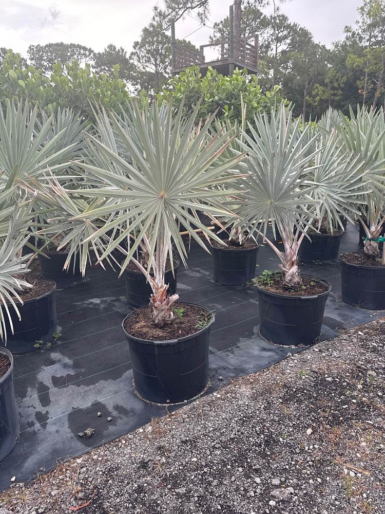 bismarckia-nobilis-bismarck-palm