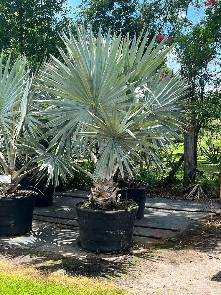 bismarckia-nobilis-bismarck-palm