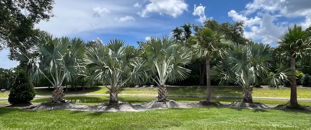 bismarckia-nobilis-bismarck-palm