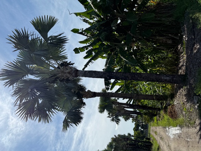 bismarckia-nobilis-bismarck-palm