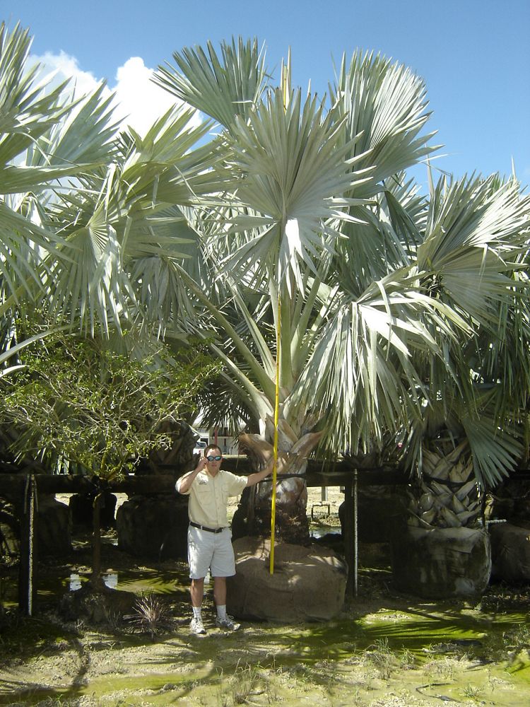 bismarckia-nobilis-green-bismarck-palm