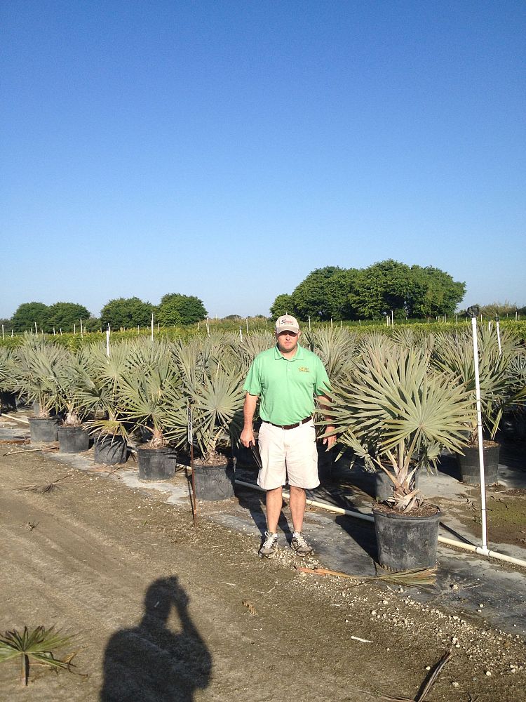 bismarckia-nobilis-green-bismarck-palm
