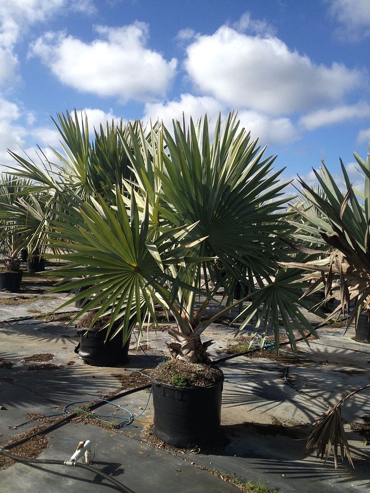 bismarckia-nobilis-green-bismarck-palm
