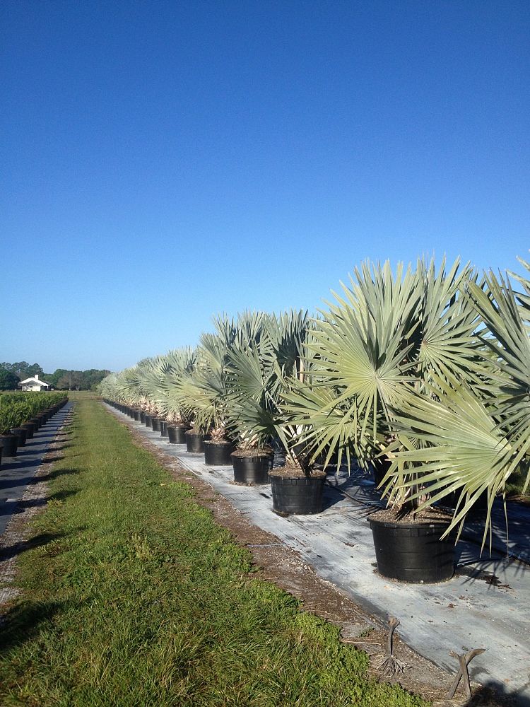 bismarckia-nobilis-green-bismarck-palm
