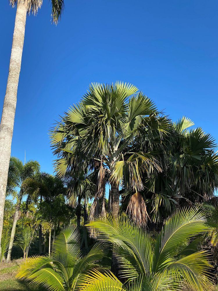 bismarckia-nobilis-green-bismarck-palm