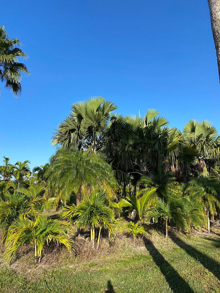 bismarckia-nobilis-green-bismarck-palm