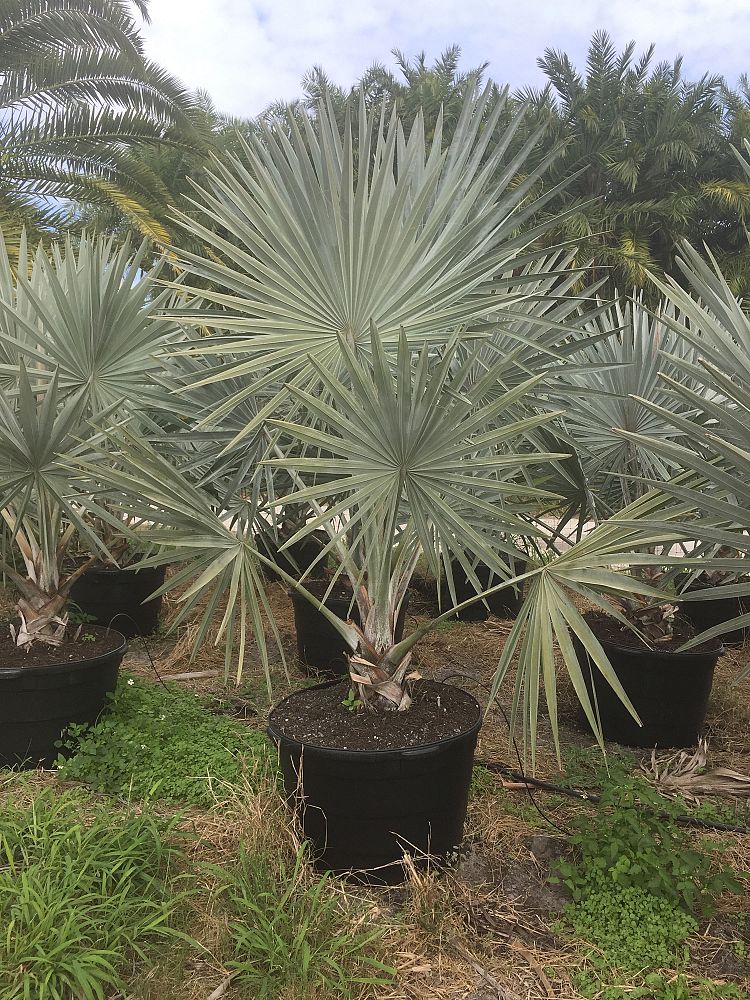 bismarckia-nobilis-pure-silver-bismarck-palm