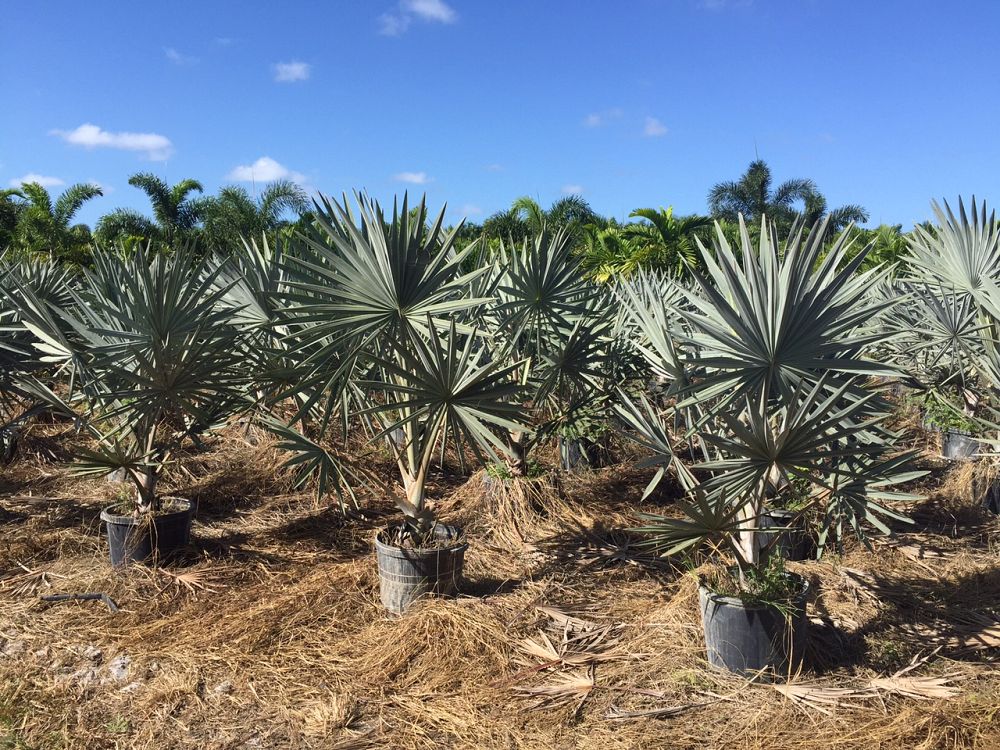 bismarckia-nobilis-pure-silver-bismarck-palm