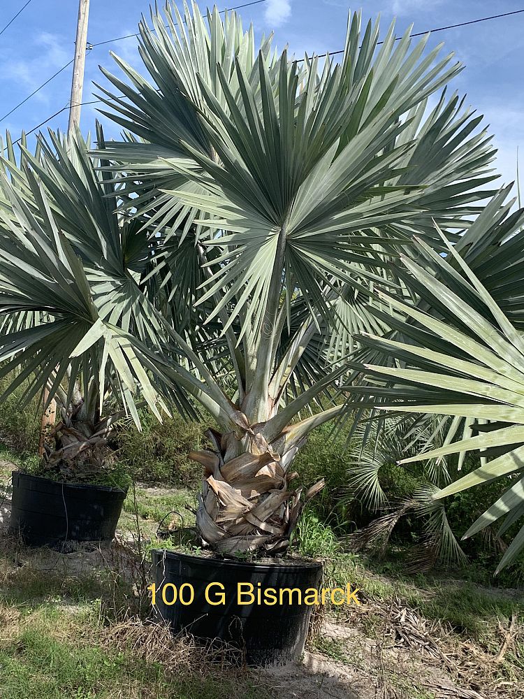 bismarckia-nobilis-pure-silver-bismarck-palm