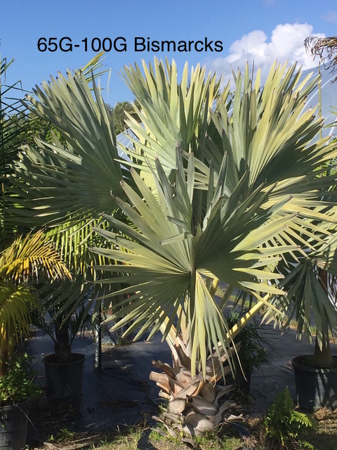 bismarckia-nobilis-pure-silver-bismarck-palm
