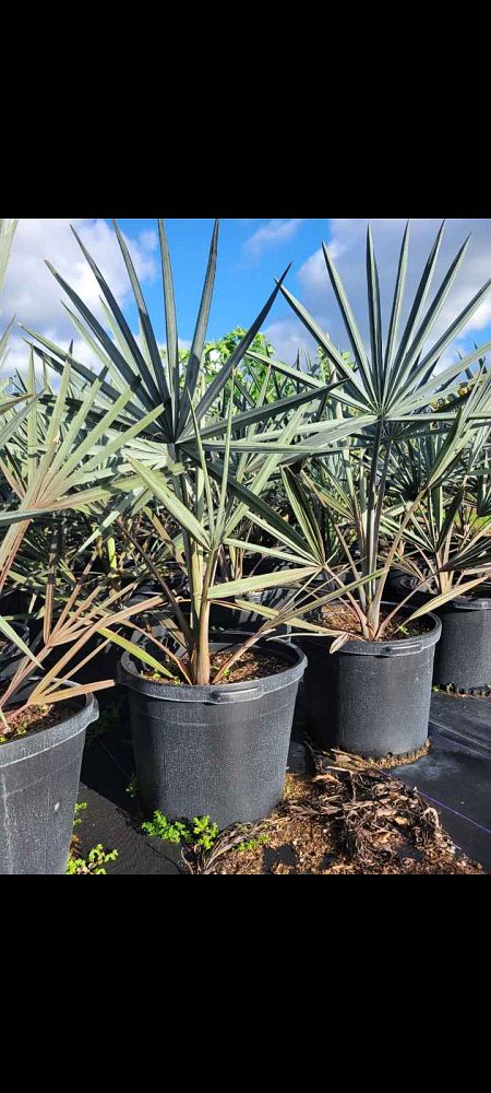 bismarckia-nobilis-pure-silver-bismarck-palm