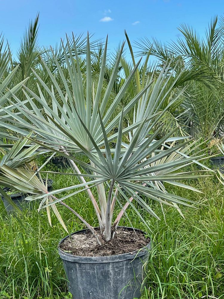 bismarckia-nobilis-pure-silver-bismarck-palm