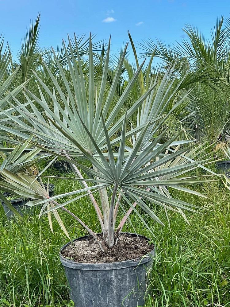 bismarckia-nobilis-pure-silver-bismarck-palm