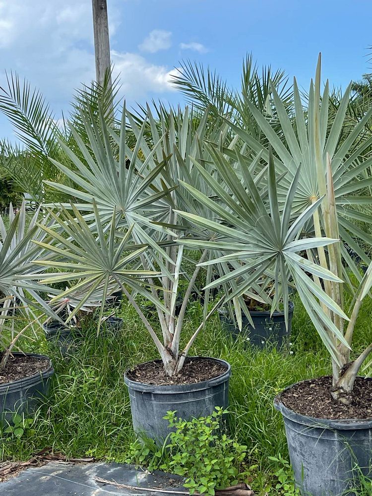 bismarckia-nobilis-pure-silver-bismarck-palm