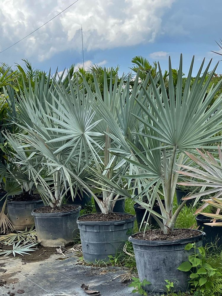bismarckia-nobilis-pure-silver-bismarck-palm