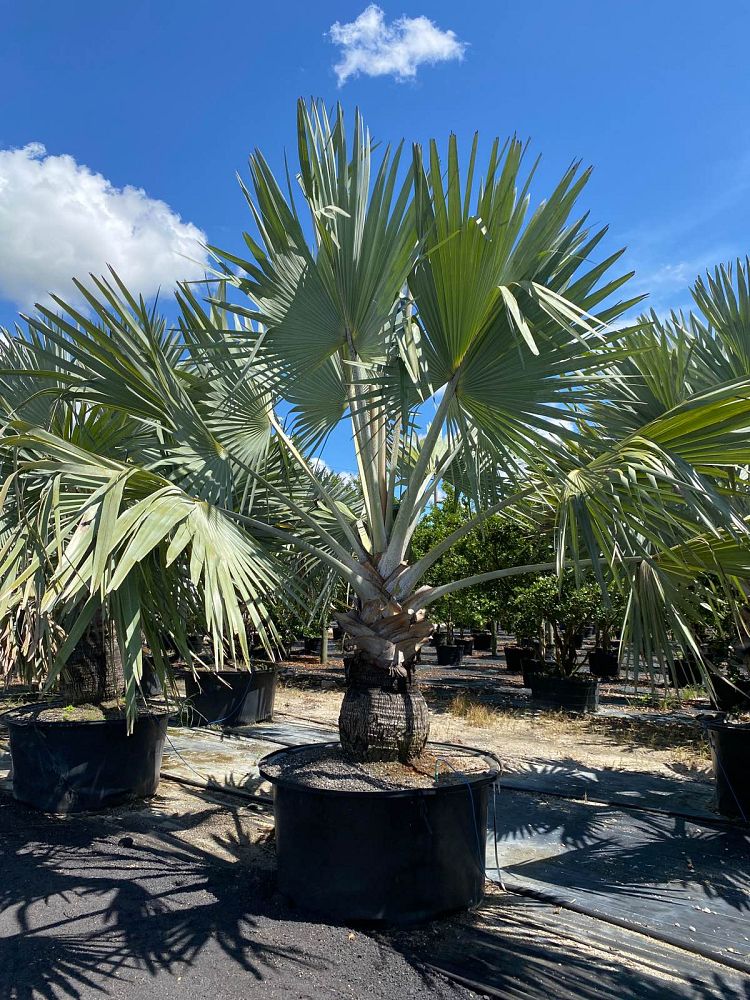 bismarckia-nobilis-pure-silver-bismarck-palm