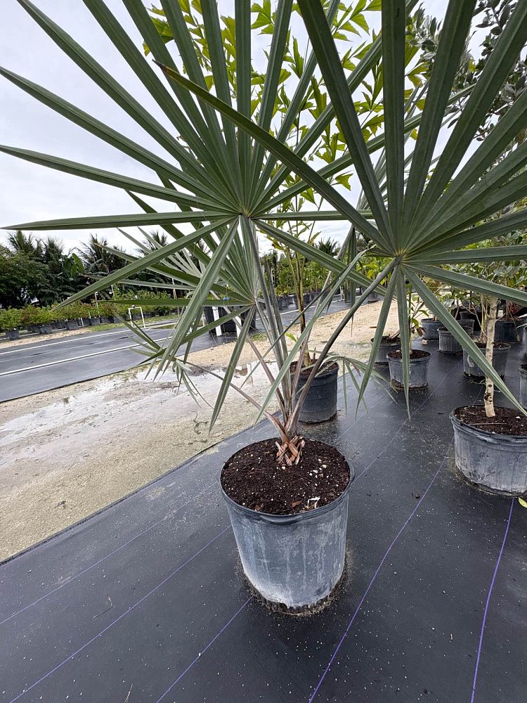 bismarckia-nobilis-pure-silver-bismarck-palm