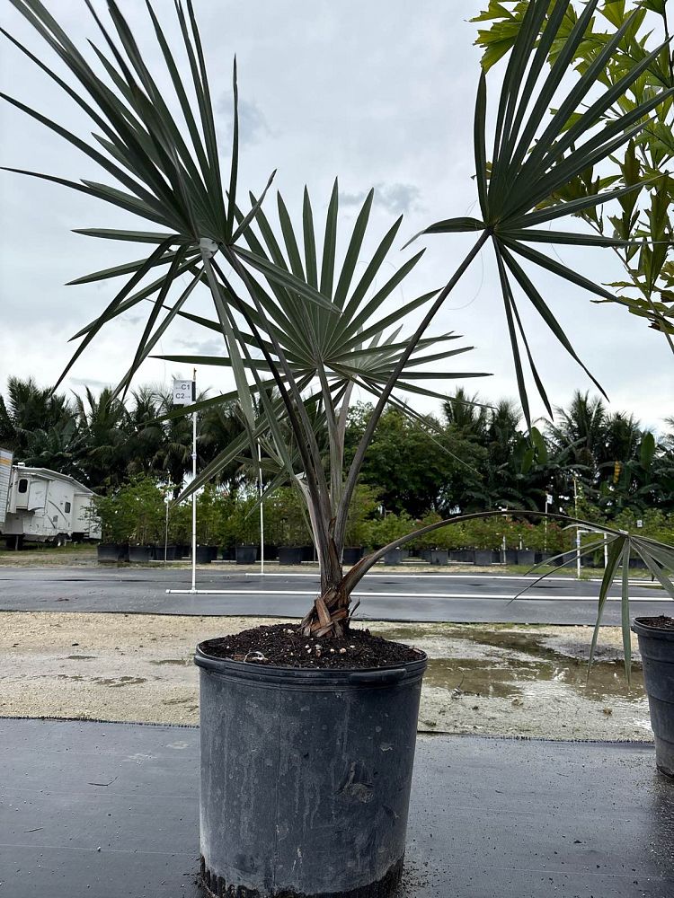 bismarckia-nobilis-pure-silver-bismarck-palm