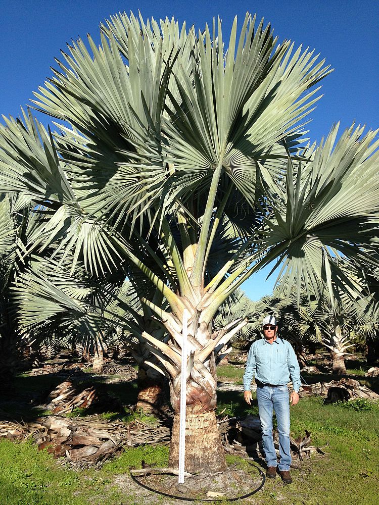 Field Grown Ready To Ship, Root Pruned, 1828ft HT