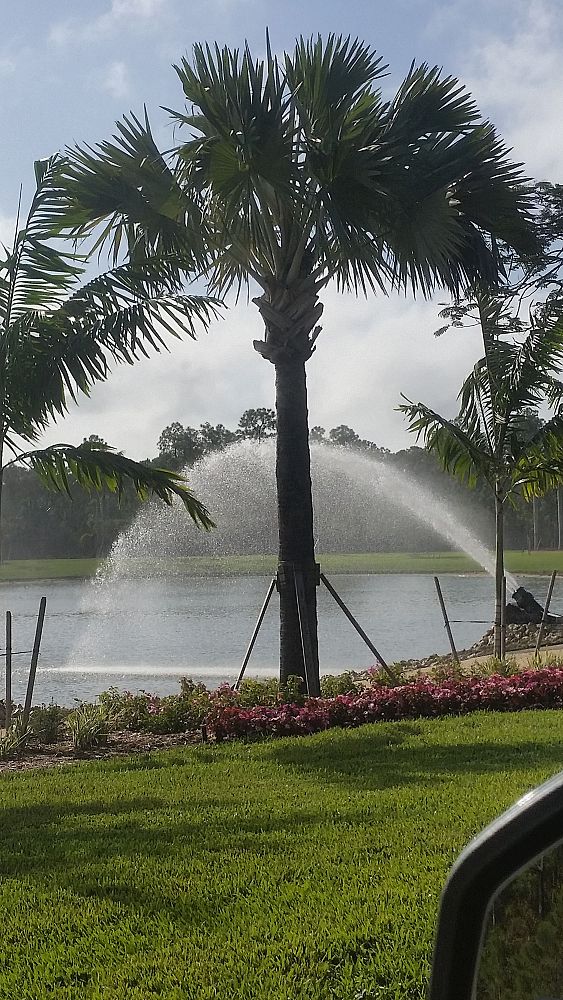 SFI Palm Tree Farms Homestead & Fort Pierce