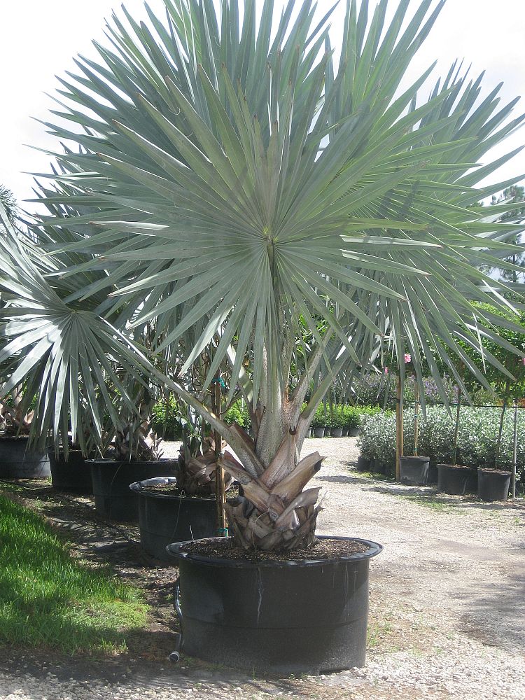 bismarckia-nobilis-silver-bismarck-palm