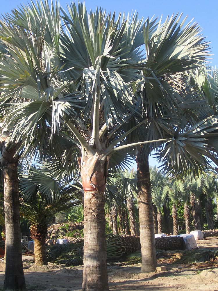 bismarckia-nobilis-silver-bismarck-palm