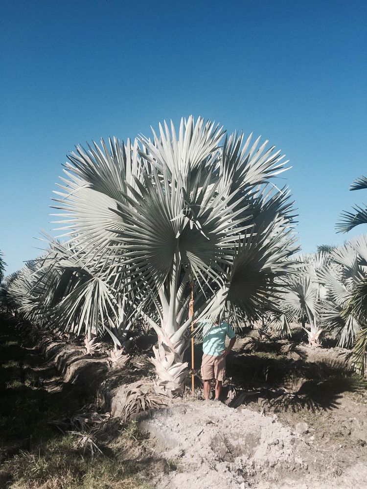 bismarckia-nobilis-silver-bismarck-palm