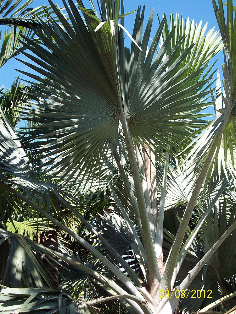 bismarckia-nobilis-silver-bismarck-palm