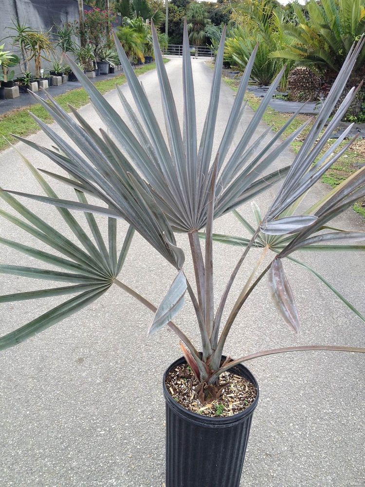 bismarckia-nobilis-silver-bismarck-palm