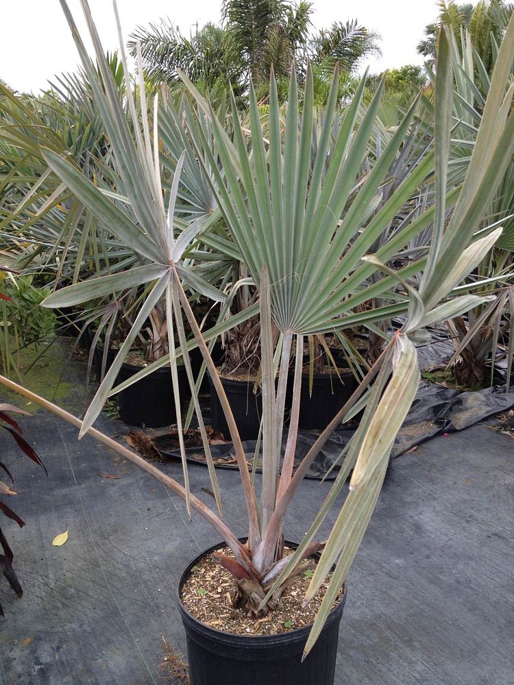 bismarckia-nobilis-silver-bismarck-palm
