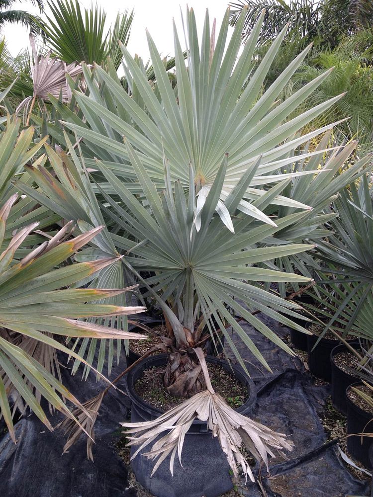 bismarckia-nobilis-silver-bismarck-palm