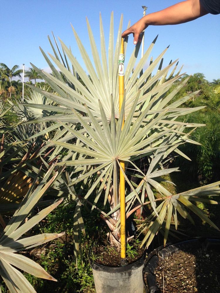 bismarckia-nobilis-silver-bismarck-palm