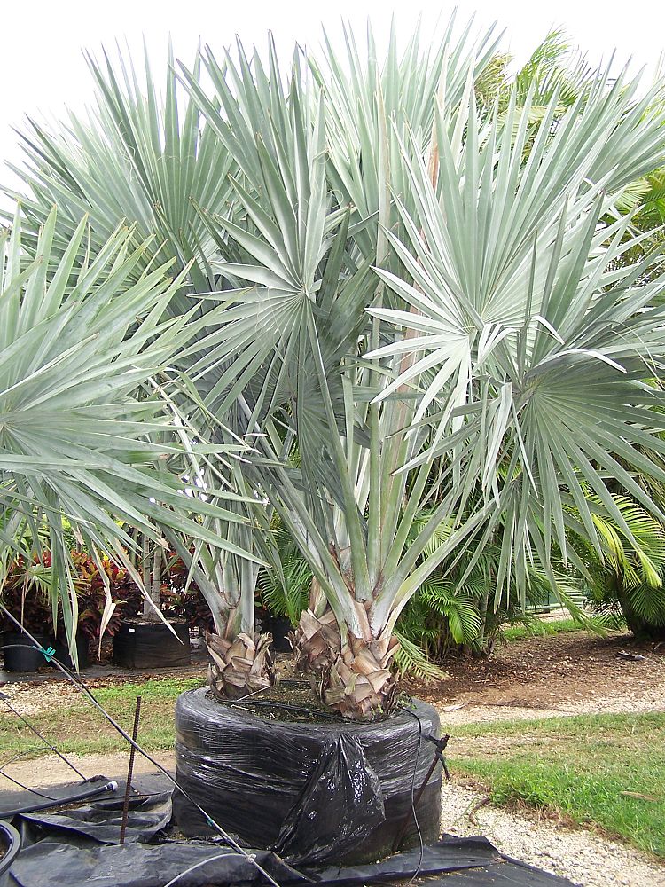 bismarckia-nobilis-silver-bismarck-palm