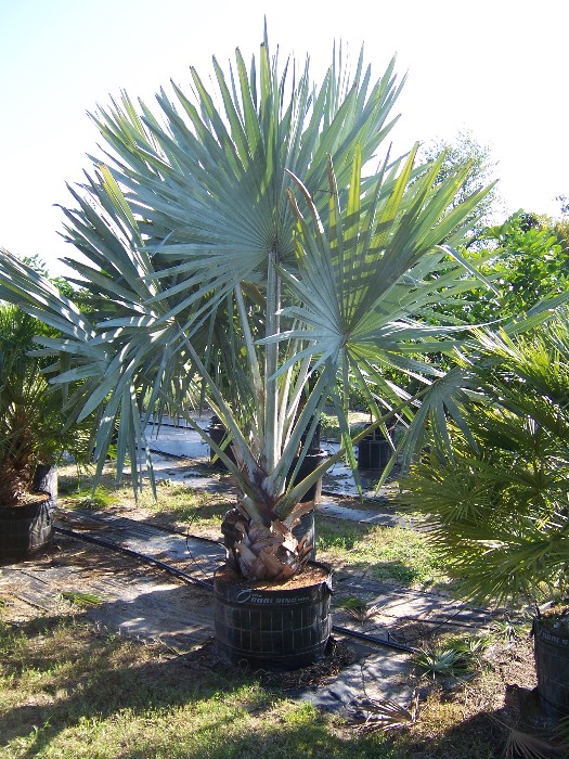 bismarckia-nobilis-silver-bismarck-palm