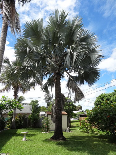 bismarckia-nobilis-silver-bismarck-palm
