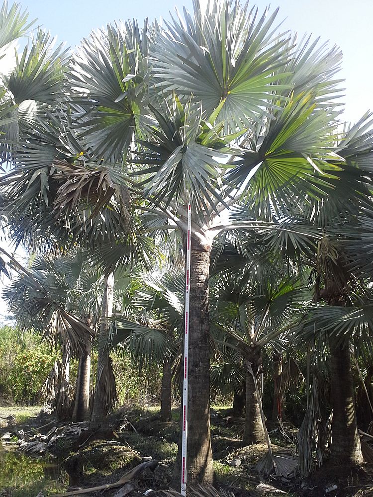 bismarckia-nobilis-silver-bismarck-palm