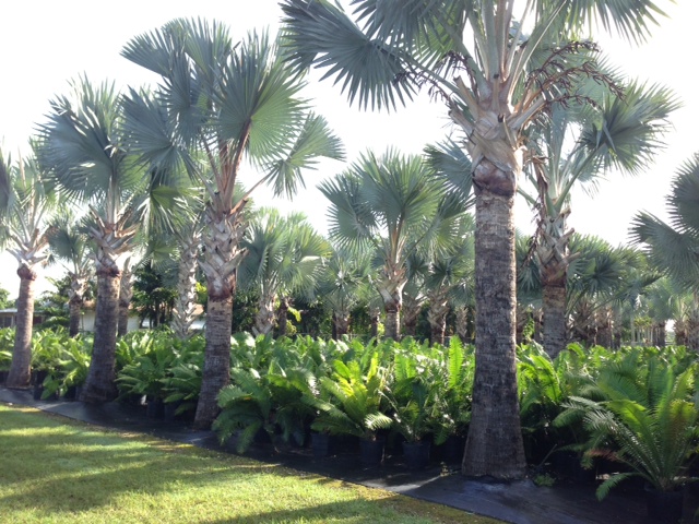 bismarckia-nobilis-silver-bismarck-palm