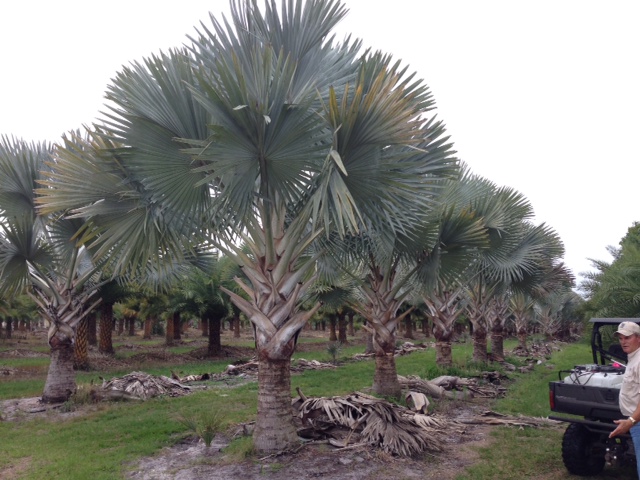 bismarckia-nobilis-silver-bismarck-palm