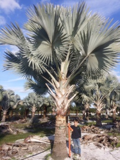 bismarckia-nobilis-silver-bismarck-palm