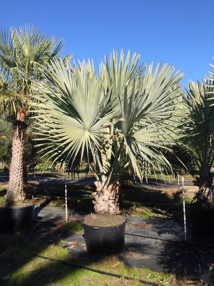 bismarckia-nobilis-silver-bismarck-palm