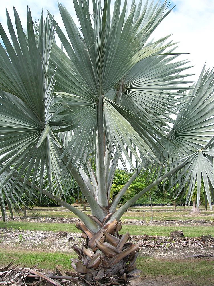 bismarckia-nobilis-silver-bismarck-palm