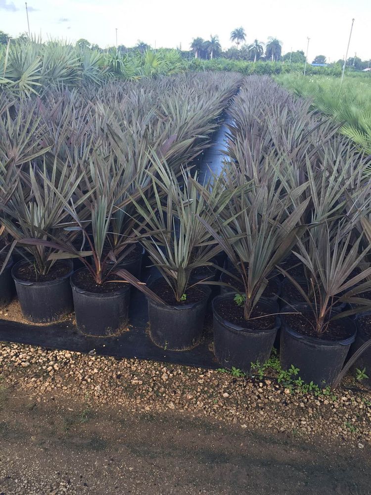 bismarckia-nobilis-silver-bismarck-palm