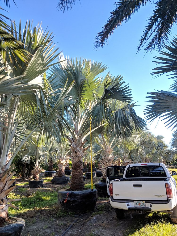 bismarckia-nobilis-silver-bismarck-palm