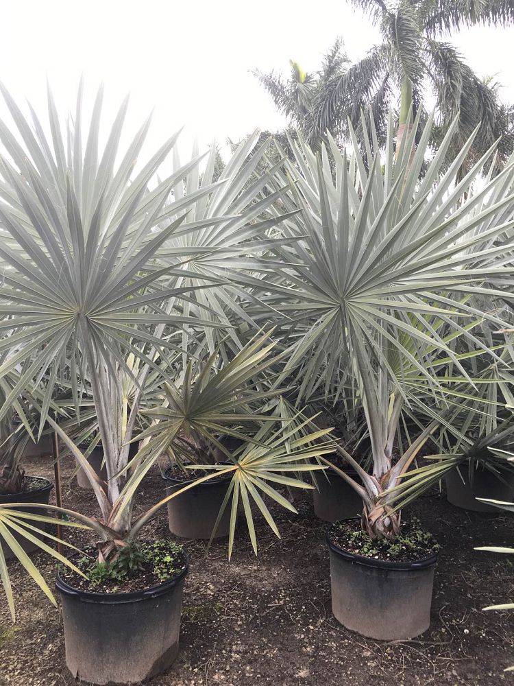 bismarckia-nobilis-silver-bismarck-palm